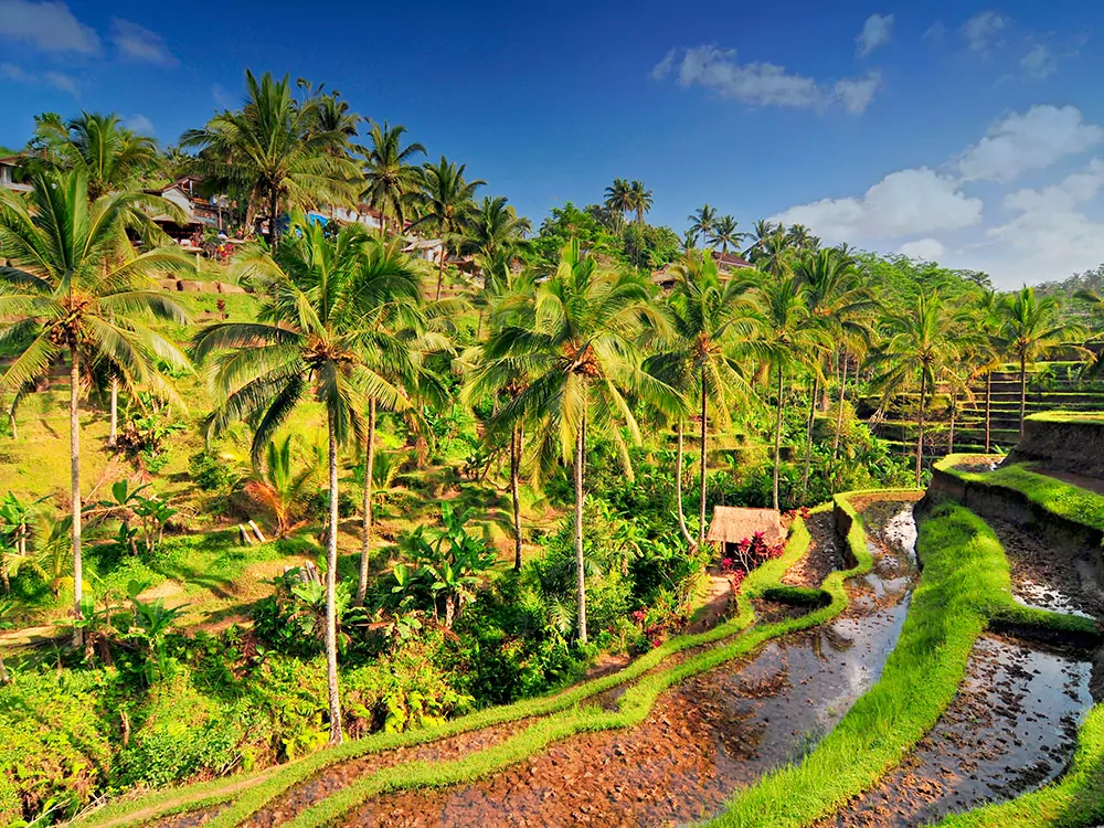 Bali - Reisterrassen umsäumt von Palmen