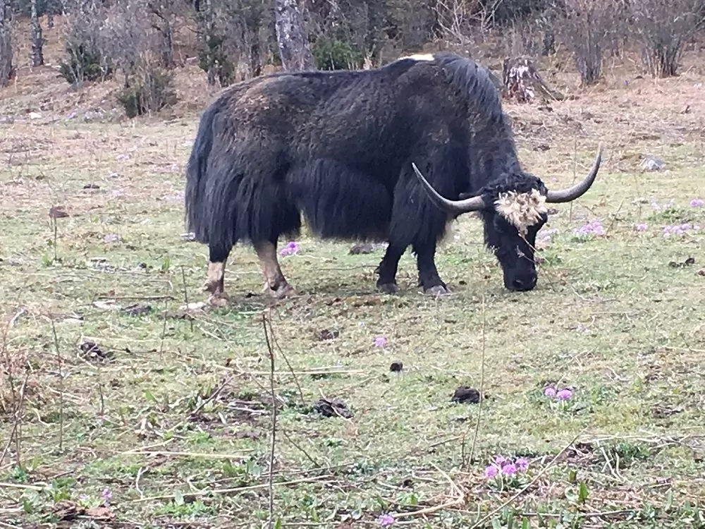 Rind in Bhutan