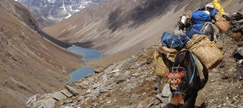Trekking in Bhutan Lasttiere