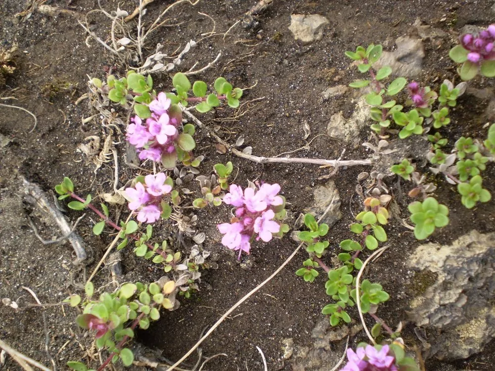 Blumen in der Lava