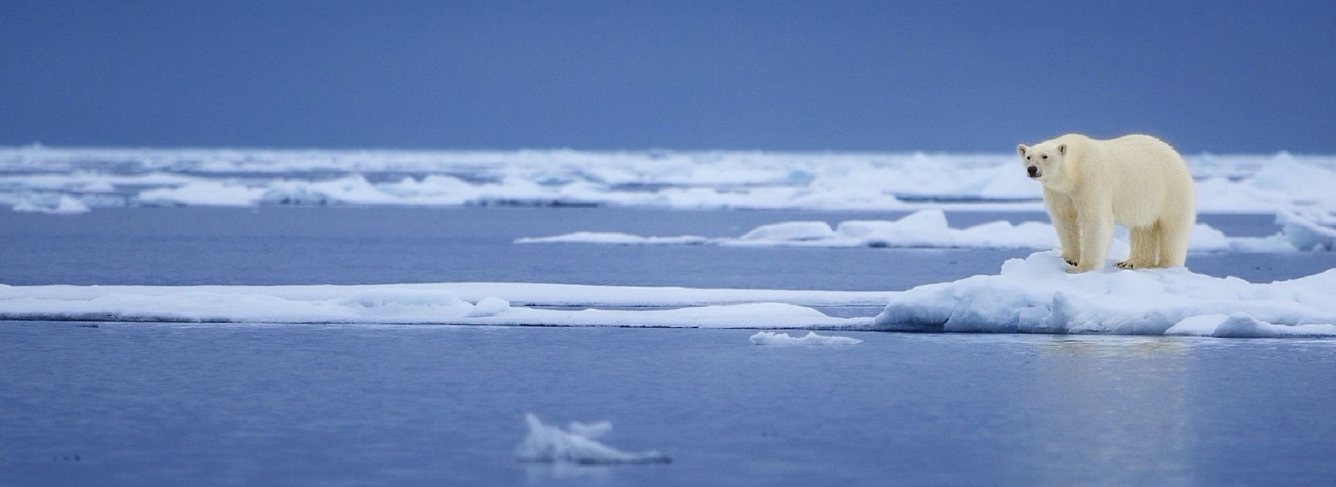 Eisbär auf Eisscholle