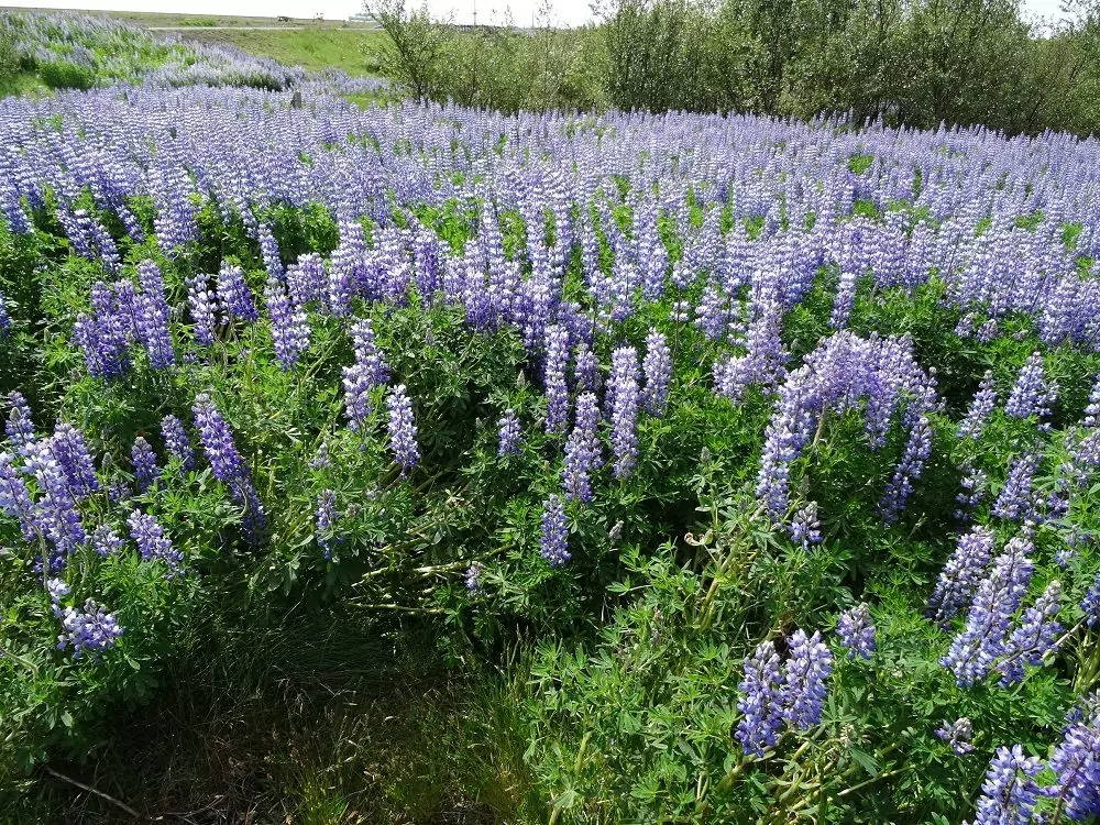 Lupinen in Island