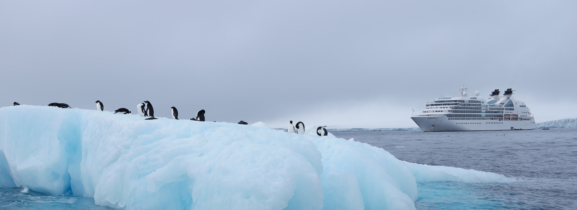Seabourn Quest in der Antarktis mit Pinguinen