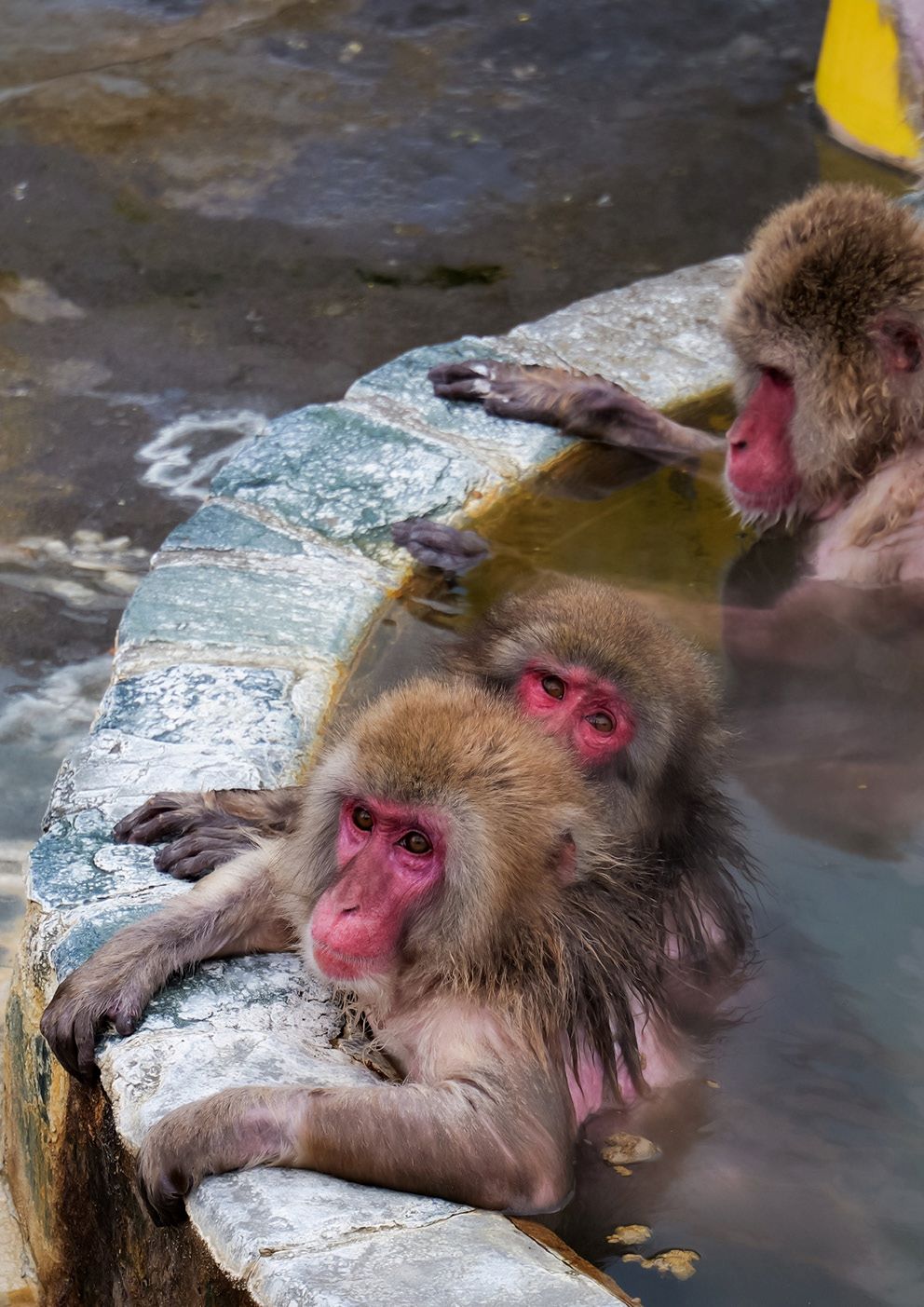 Seabourn Kreuzfahrten Japam