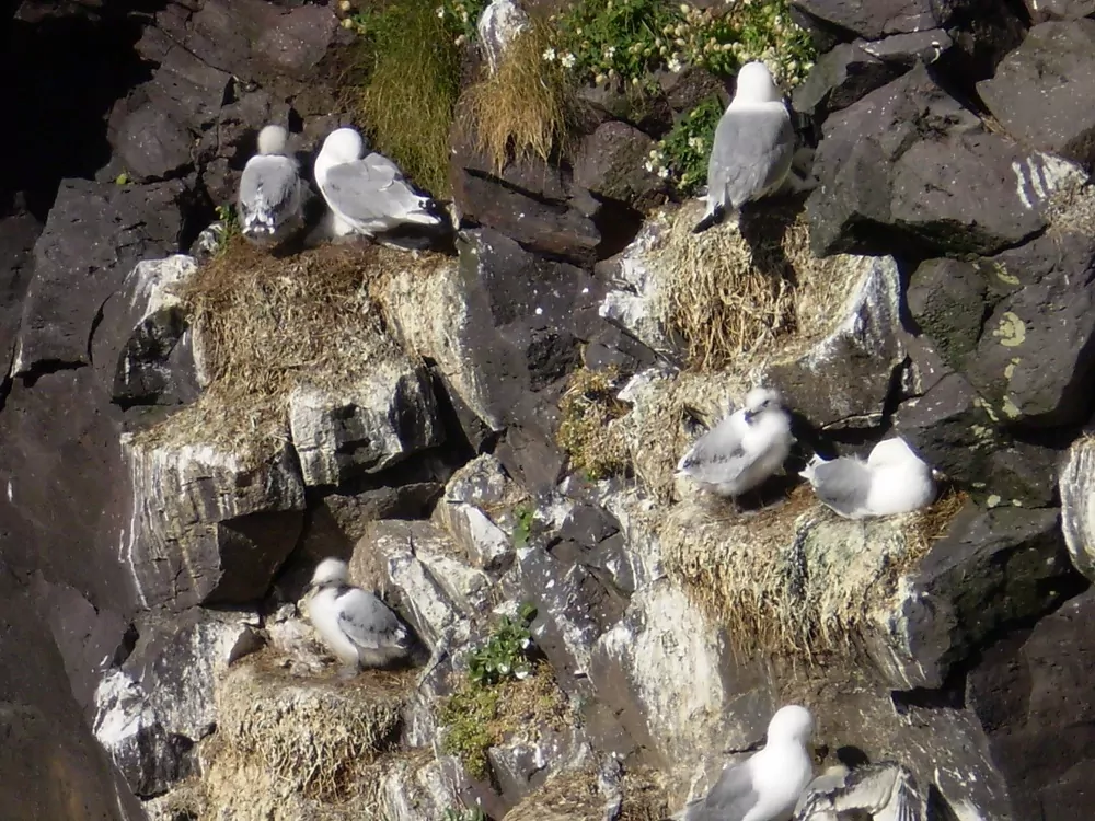 Voegel am Felsen in Island
