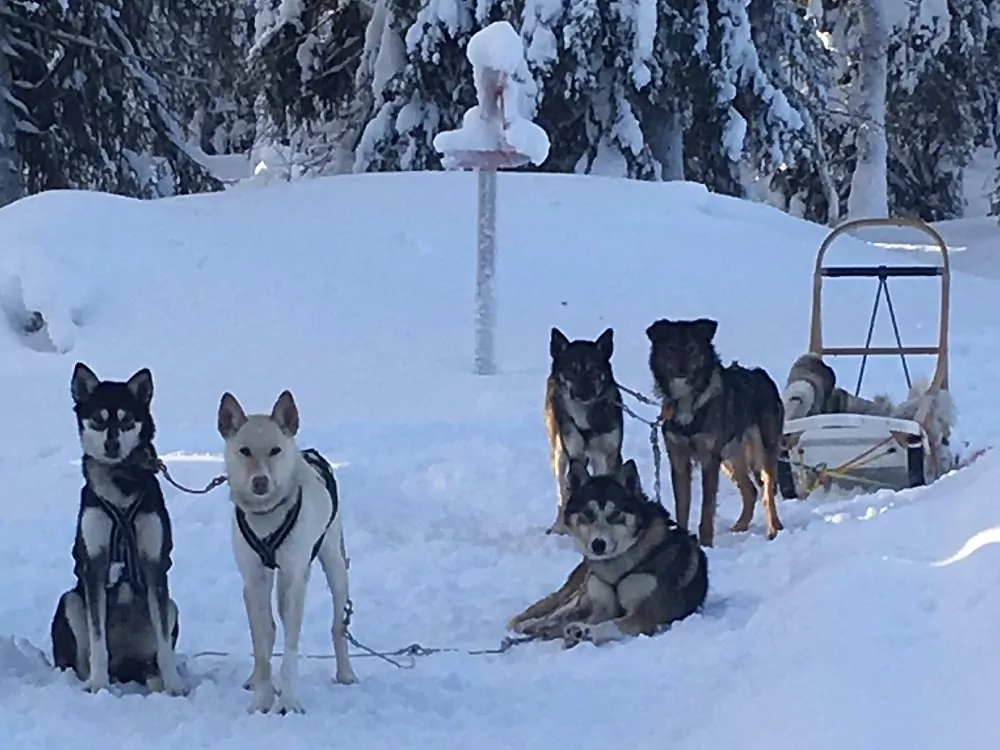 Huskys Schlittenhunde in Finnland