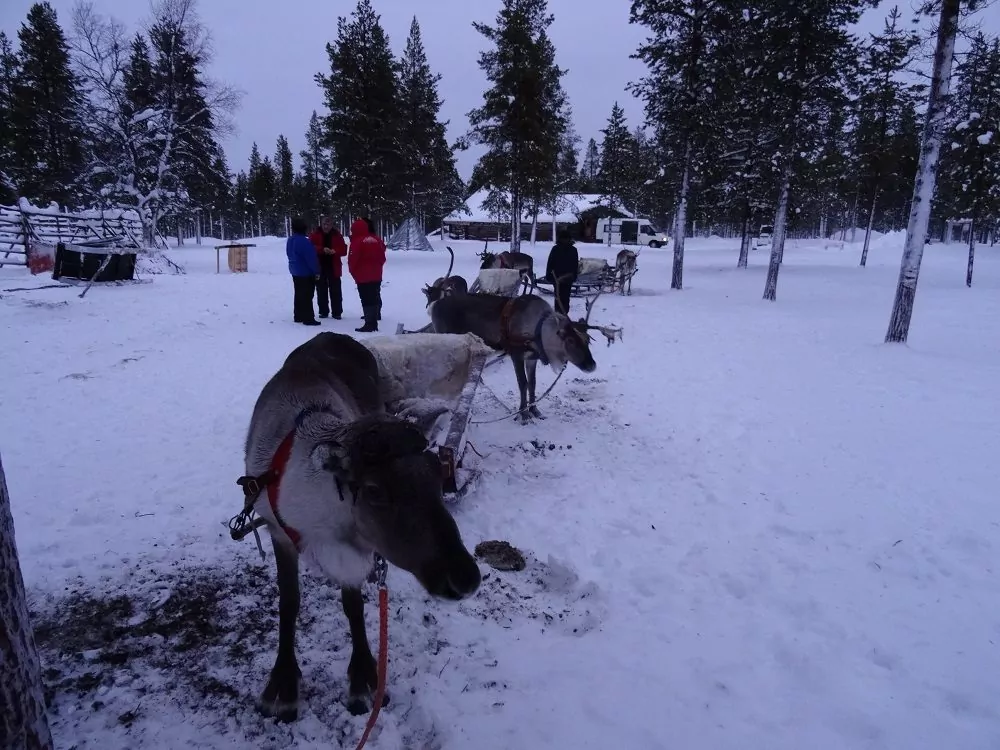 Rentiere auf Farm in Finnland
