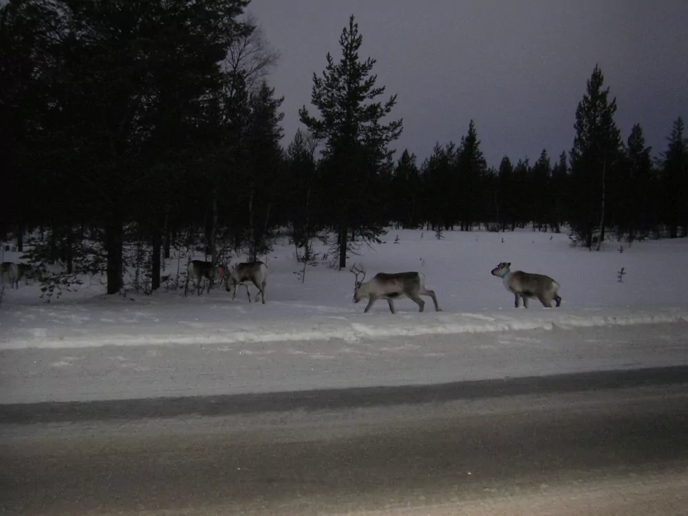 Rentiere queren die Strasse in Finnland