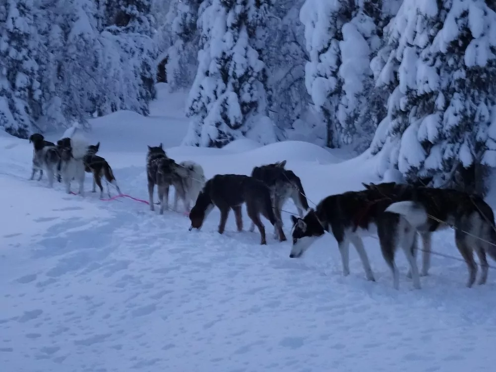 Haskys in Finnland